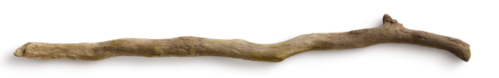 branch